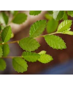 Bonsai Mit Buddha, Verschiedene Sorten -Blumen Geschaft 8686644 PR DE 003 BonsaiMixMitSchaleUndBuddha15erSchaleDehnerExpressZS