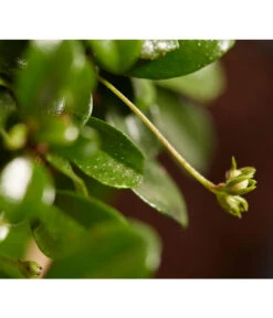 Bonsai Mit Buddha, Verschiedene Sorten -Blumen Geschaft 8686644 PR DE 004 BonsaiMixMitSchaleUndBuddha15erSchaleDehnerExpressZS