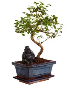 Bonsai Mit Buddha, Verschiedene Sorten -Blumen Geschaft 8686644 PR FS 002 BonsaiMixMitSchaleUndBuddha15erSchaleDehnerExpressZS
