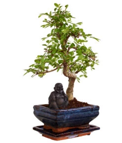 Bonsai Mit Buddha, Verschiedene Sorten -Blumen Geschaft 8686644 PR FS 003 BonsaiMixMitSchaleUndBuddha15erSchaleDehnerExpressZS