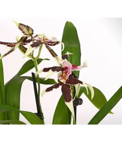 Zahnzungen-Orchidee - Odontoglossum-Hybriden, Verschiedene Sorten -Blumen Geschaft 8704694 PR DE 001 Odontoglossum1TrieberT12DehnerHerzig