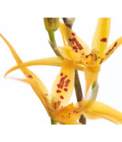 Zahnzungen-Orchidee - Odontoglossum-Hybriden, Verschiedene Sorten -Blumen Geschaft 8704694 PR DE 001 OdontoglossumBrassadaMiradaSortenmix1TrieberT11DehnerExpressZS