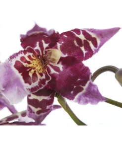 Zahnzungen-Orchidee - Odontoglossum-Hybriden, Verschiedene Sorten -Blumen Geschaft 8704694 PR DE 001 OdontoglossumSortenmix1TrieberT11DehnerExpressZS