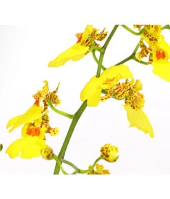 Zahnzungen-Orchidee - Odontoglossum-Hybriden, Verschiedene Sorten -Blumen Geschaft 8704694 PR DE 003 Odontoglossum1TrieberT12DehnerHerzig