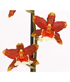 Zahnzungen-Orchidee - Odontoglossum-Hybriden, Verschiedene Sorten -Blumen Geschaft 8704694 PR DE 005 Odontoglossum1TrieberT12DehnerHerzig