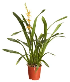 Zahnzungen-Orchidee - Odontoglossum-Hybriden, Verschiedene Sorten -Blumen Geschaft 8704694 PR FS 001 OdontoglossumBrassadaMiradaSortenmix1TrieberT11DehnerExpressZS