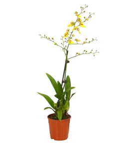 Zahnzungen-Orchidee - Odontoglossum-Hybriden, Verschiedene Sorten -Blumen Geschaft 8704694 PR FS 003 Odontoglossum1TrieberT12DehnerHerzig