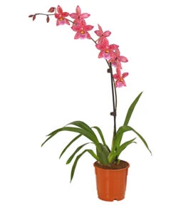 Zahnzungen-Orchidee - Odontoglossum-Hybriden, Verschiedene Sorten -Blumen Geschaft 8704694 PR FS 004 Odontoglossum1TrieberT12DehnerHerzig