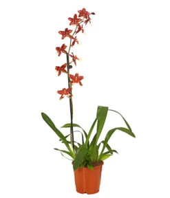 Zahnzungen-Orchidee - Odontoglossum-Hybriden, Verschiedene Sorten -Blumen Geschaft 8704694 PR FS 005 Odontoglossum1TrieberT12DehnerHerzig