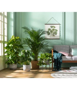 Goldfruchtpalme - Dypsis Lutescens -Blumen Geschaft 8704702 WE MO 001 DypsisLutescens 1