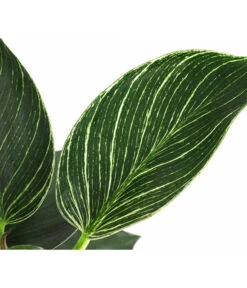 Baumfreund - Philodendron 'White Wave' -Blumen Geschaft 8713406 WE DE 002 PhilodendronWhiteWaveT12