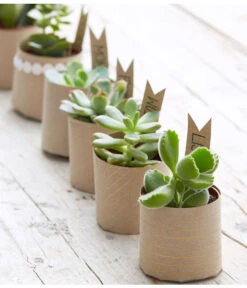 Mini Sukkulenten, Verschiedene Sorten -Blumen Geschaft 8722514 PR MO 006 Sukkulenten