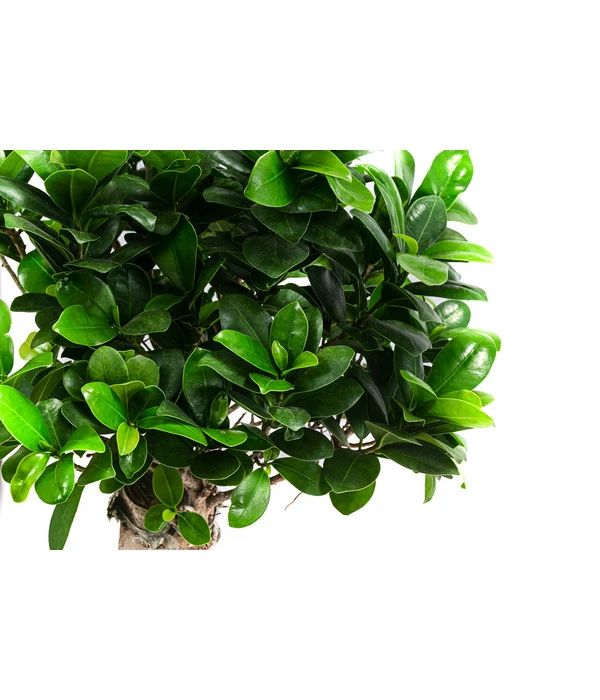 Chinesische Feige - Ficus Microcarpa 2 Chinesische Feige - Ficus Microcarpa – Bild 2