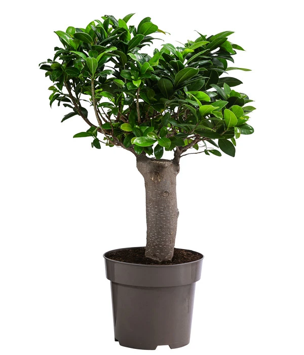 Chinesische Feige - Ficus Microcarpa 1 Chinesische Feige - Ficus Microcarpa