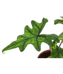 Pfeilblatt - Alocasia 'Jacklyn' -Blumen Geschaft 8732760 WE DE 001 PfeilblattJacklynT14