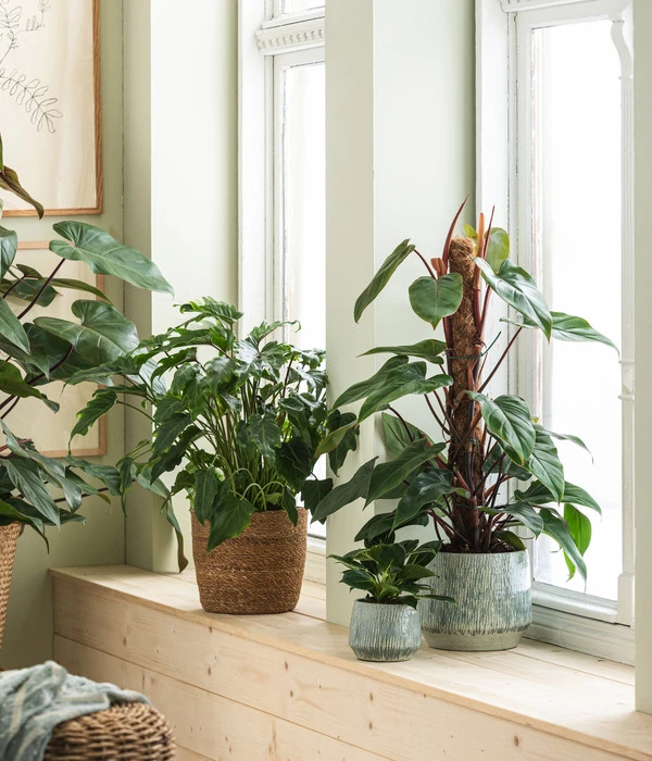 Blumen Geschaft -Blumen Geschaft 8738163 WE MO 001 PhilodendronXanaduT21 GC02 2022 01