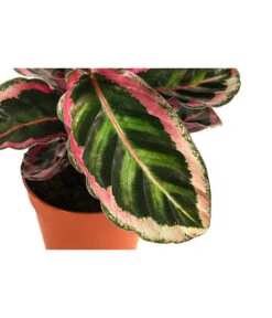Blumen Geschaft -Blumen Geschaft 8742272 WE DE 001 CalatheaAngelaT12