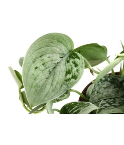 Blumen Geschaft -Blumen Geschaft 8745481 WE DE 001 EfeututeScindapsusPictusSilveryAnnT11