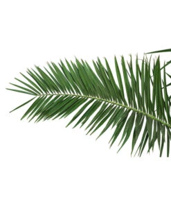 XXL Kanarische Dattelpalme, Ca. 170 Cm -Blumen Geschaft 8753063 PR DE 001 XXLKanarischeDattelpalme70L