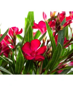 Oleander, Solitärbusch -Blumen Geschaft 8753105 WE DE 001 NeriumOleanderBuschRotT30