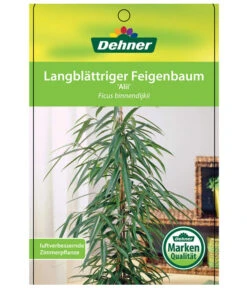 Langblättriger Feigenbaum - Ficus Binnendijkii 'Alii' -Blumen Geschaft 8754525 LangblaettrigeFeigeAliiEtikett1