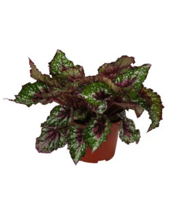 Blattbegonie - Begonia Rex Hybride 'Alaska Creek'