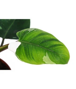 Baumfreund - Philodendron 'White Princess' -Blumen Geschaft 8763815 WE DE 001 PhilodendronWhitePrincessT17