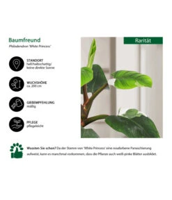 Baumfreund - Philodendron 'White Princess' -Blumen Geschaft 8763815 WE IG 002 BaumfreundPhilodendronWhitePrincess