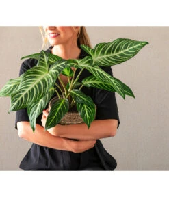 Goldnarbe - Xanthosoma Lindenii 'Angel Wings' -Blumen Geschaft 8765224 WE MO 001 PhilodendronVerrucosum