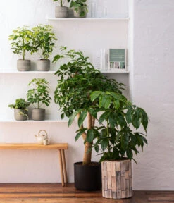 Dehner Holz-Übertopf Luna, Rund, Hellbraun -Blumen Geschaft 8772634 WE MO 001 HeteropanaxChinensT27