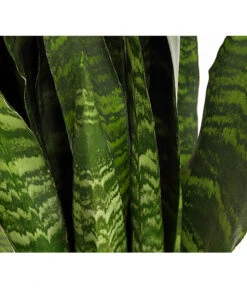 Bogenhanf - Sansevieria 'Black Coral' -Blumen Geschaft 8776155 PR DE 001 SansevieriaBlackCoralT21DehnerExpressHerzig