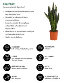 Bogenhanf - Sansevieria 'Black Coral' -Blumen Geschaft 8776155 WE IG 001 BogenhanfSansevieriaBlackCoralT21DehnerExpressHerzig
