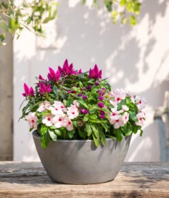 Kugelamaranth -Blumen Geschaft 8800666 PR MO 001 Beet Balkon Set