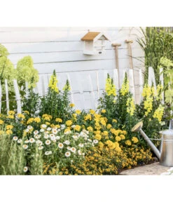 Studentenblume, Großblumig, Verschiedene Sorten -Blumen Geschaft 8803926 WE MO 001 AntirrhinumMSanvitaliaTagetesBractheantha2021GC09