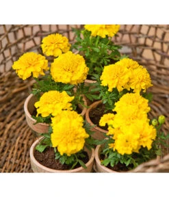 Studentenblume, Verschiedene Farben -Blumen Geschaft 8807091 BildFS 001 StudentenblumeTagetesKleinblumigT9