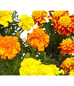 Studentenblume, Verschiedene Farben -Blumen Geschaft 8807091 WE DE 001 TagetesKleinblumigT9StudentenblumeTagetesPatulaHerzig