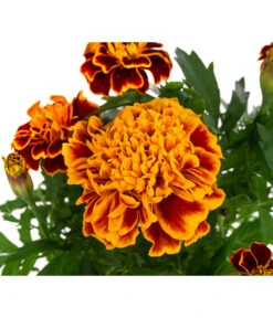 Studentenblume, Verschiedene Farben -Blumen Geschaft 8807091 WE DE 003 TagetesKleinblumigT9