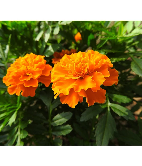 Studentenblume, Verschiedene Farben – Bild 13