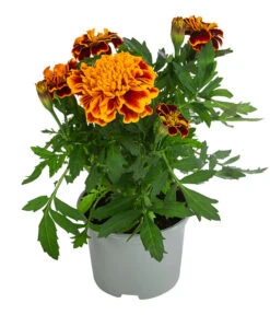 Studentenblume, Verschiedene Farben -Blumen Geschaft 8807091 WE FS 003 TagetesKleinblumigT9
