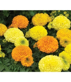 Studentenblume, Großblumig, Verschiedene Sorten -Blumen Geschaft 8807117 WE DE 002 AntiguaYellowMoonstruckDeepOrangeSyngenta