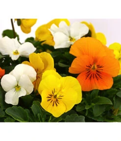 Hornveilchen-Trio, Weiß/gelb/orange -Blumen Geschaft 8808321 WE DE 002 ViolaCornutaHornveilchenTrioT13