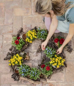 Vergissmeinnicht -Blumen Geschaft 8808545 8808099 8244501 WE MO 001 ViolaCornutaHornveilchenT14Content2022