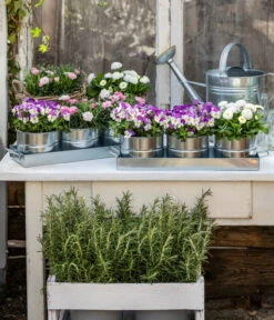 Gänseblümchen, Gefüllt -Blumen Geschaft 8808685 WE MO 001 HornveilchenBellisNelke