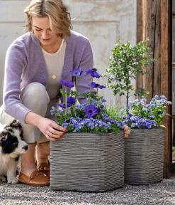 Vergissmeinnicht 'Myomark' -Blumen Geschaft 8809386 WE MO 001 FrueheFarbenBlau