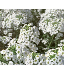 Duftsteinrich -Blumen Geschaft 8809568 WE DE 001 LobulariaSnowPrincessKientzler