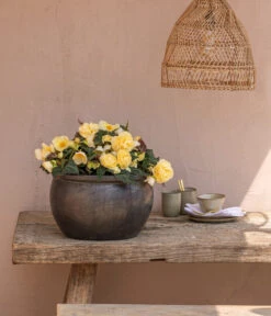 Hängebegonie 'Champagner' -Blumen Geschaft 8809709 8504383 WE MO 002 HaengebegonieChampagner