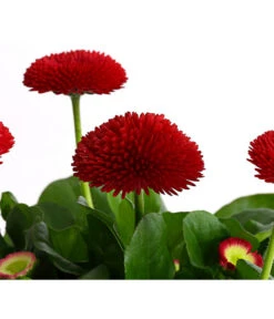 Gänseblümchen, Gefüllt -Blumen Geschaft 8810079 PR DE 002 BellisGefuelltT11DehnerExpressHerzig