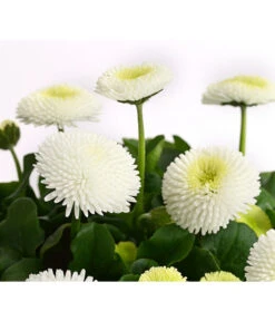 Gänseblümchen, Gefüllt -Blumen Geschaft 8810079 PR DE 003 BellisGefuelltT11DehnerExpressHerzig