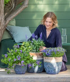 Mehlsalbei -Blumen Geschaft 8811143 WE MO 001 BlaueMauritius