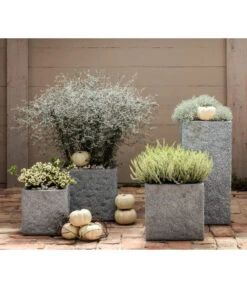 Knospenheide, Verschiedene Sorten -Blumen Geschaft 8811184 7084932 8805913 WE MO 001 Zickzackstrauch Gitterkraut Knospenheide